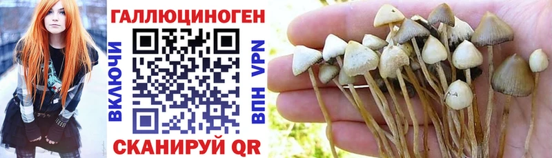 наркотики  Арзамас  Псилоцибиновые грибы GOLDEN TEACHER 